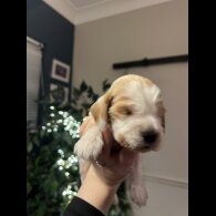 Cocker Spaniel (Show)