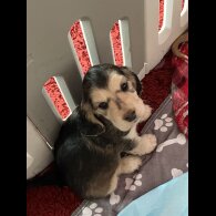 Cocker Spaniel (Show)