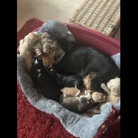 Cocker Spaniel (Show)