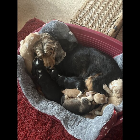 Cocker Spaniel (Show)