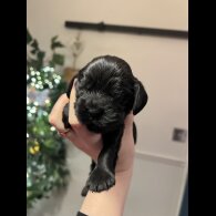 Cocker Spaniel (Show)