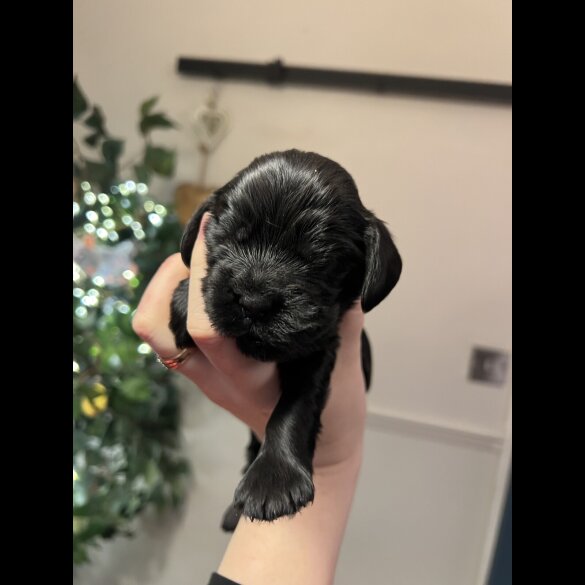 Cocker Spaniel (Show)