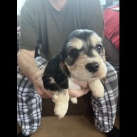 Cocker Spaniel (Show)