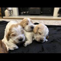 Cocker Spaniel (Show)