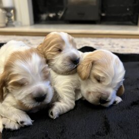 Cocker Spaniel (Show)