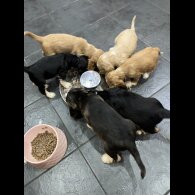 Cocker Spaniel (Show)