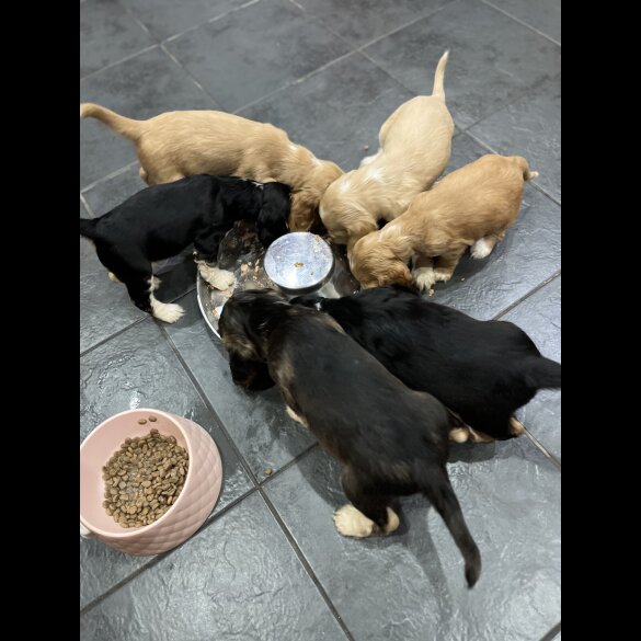 Cocker Spaniel (Show)