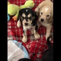 Cocker Spaniel (Show)