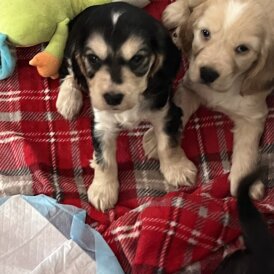 Cocker Spaniel (Show)
