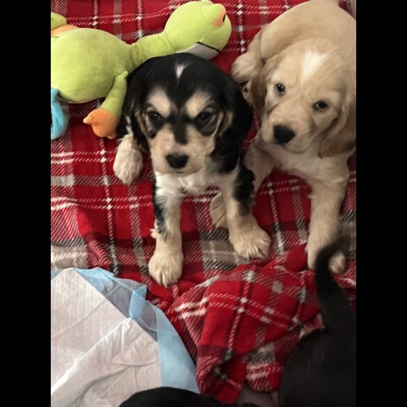 Cocker Spaniel (Show)