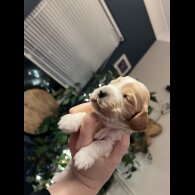 Cocker Spaniel (Show)