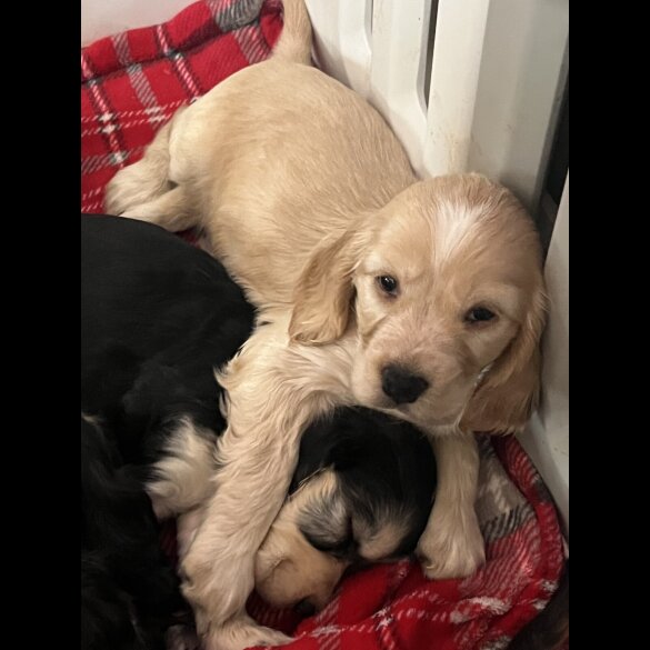 Cocker Spaniel (Show)