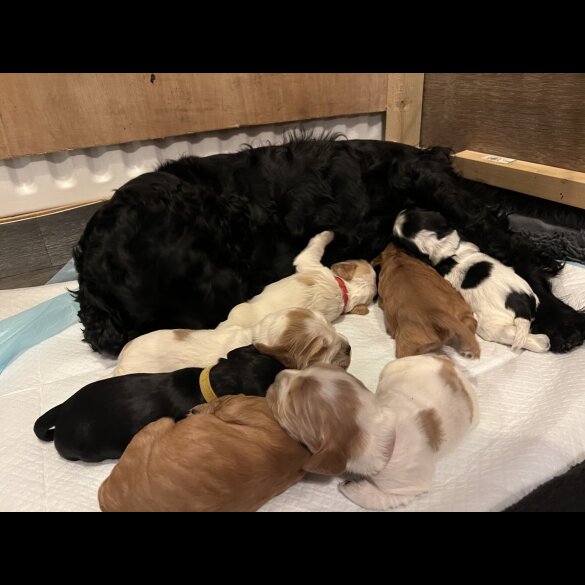 Cocker Spaniel (Show)