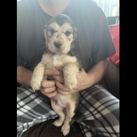 Cocker Spaniel (Show)