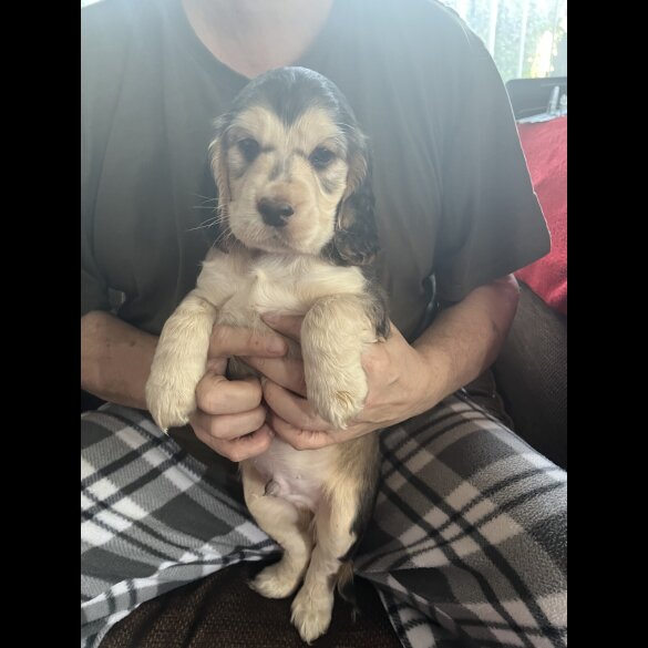 Cocker Spaniel (Show)