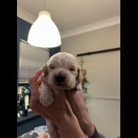 Cocker Spaniel (Show)