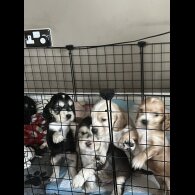 Cocker Spaniel (Show)