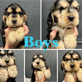 Cocker Spaniel (Show)