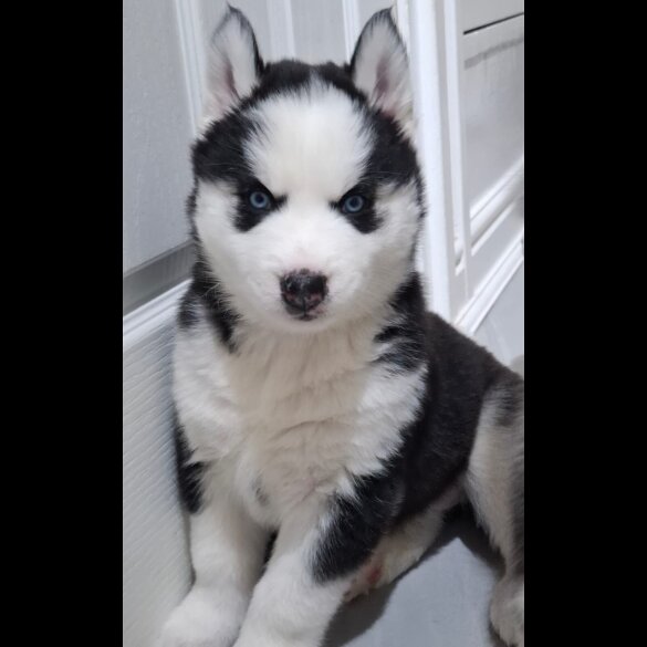 Siberian Husky