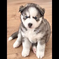 Siberian Husky