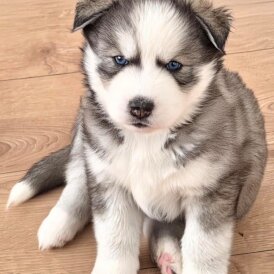 Siberian Husky