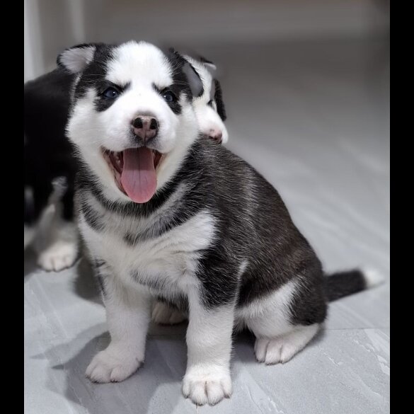 Siberian Husky