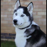 Siberian Husky