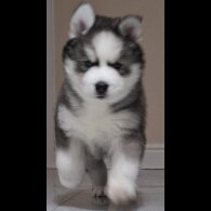 Siberian Husky