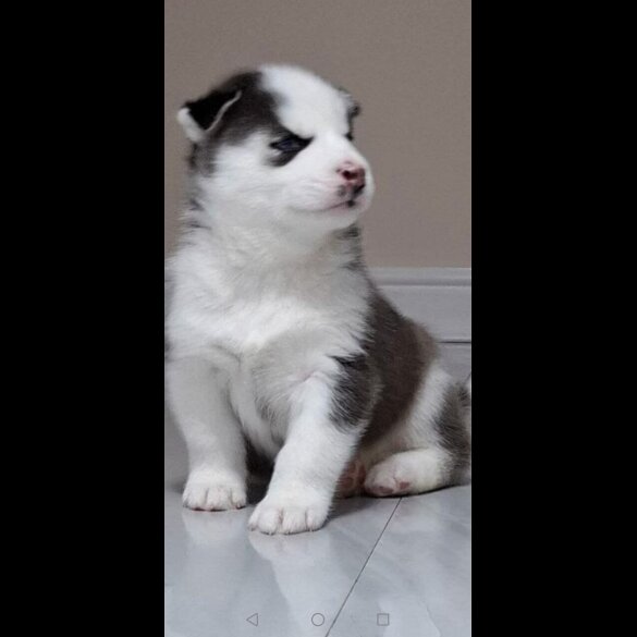 Siberian Husky