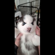 Siberian Husky