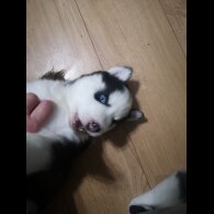 Siberian Husky