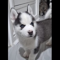 Siberian Husky