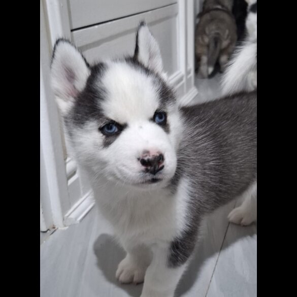 Siberian Husky