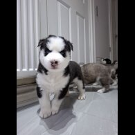Siberian Husky
