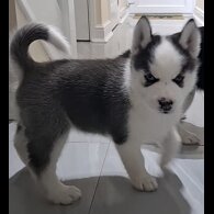 Siberian Husky