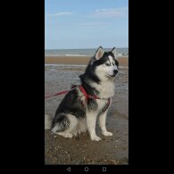 Siberian Husky