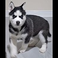 Siberian Husky