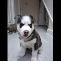 Siberian Husky