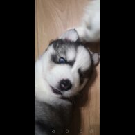 Siberian Husky