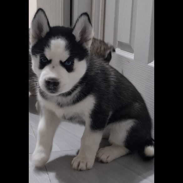 Siberian Husky
