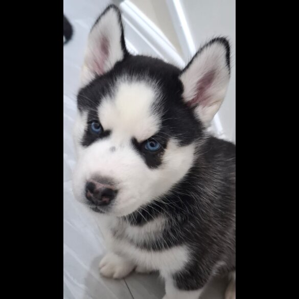 Siberian Husky