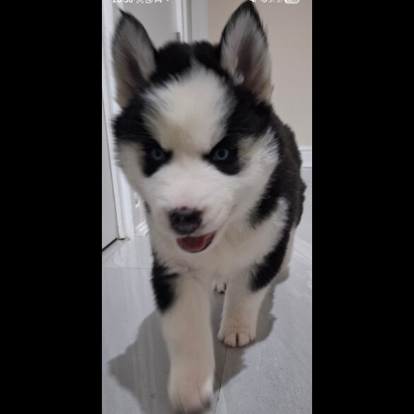 Siberian Husky