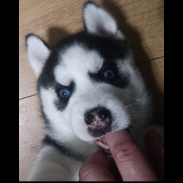 Siberian Husky