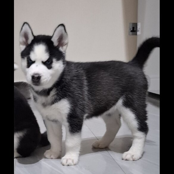 Siberian Husky