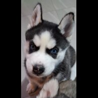 Siberian Husky