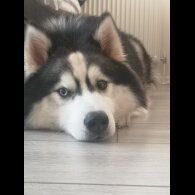 Siberian Husky
