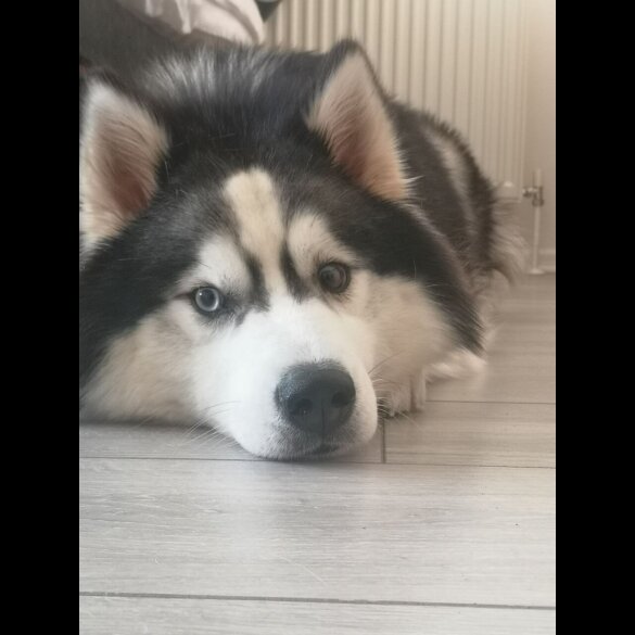 Siberian Husky