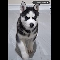 Siberian Husky