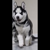 Siberian Husky