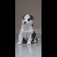 Siberian Husky